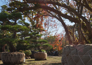 2016年10月の植木市の様子です