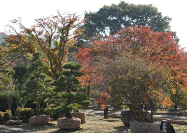 2016年10月の植木市の様子です