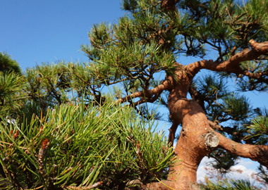 2016年10月の植木市の様子です