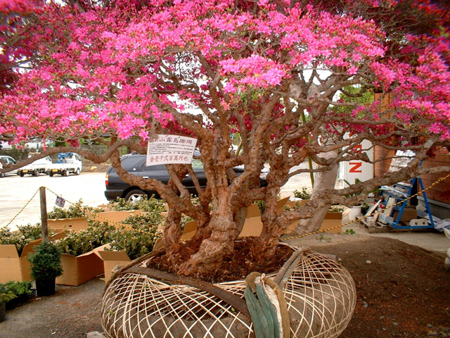 価格と品質、たくさんの植木の中から選べます